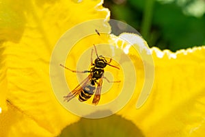 Wasp insect sitting on the flower