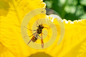 Wasp insect sitting on the flower