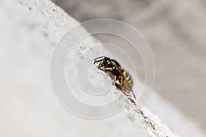 Wasp insect sitting on the wall