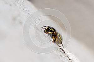 Wasp insect sitting on the wall