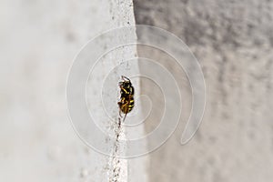 Wasp insect sitting on the wall