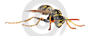 Wasp isolateed on white background in latin Vespula