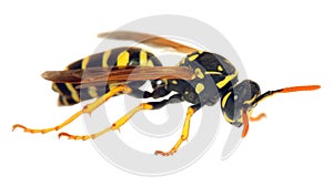 Wasp isolateed on white background in latin Vespula