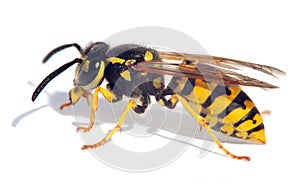 Wasp isolateed on white background in latin Vespula photo