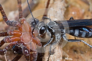 A wasp and its prey - a paralyzed spider