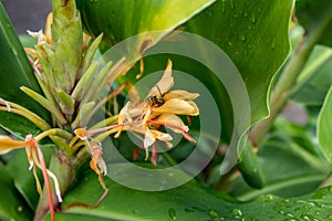 Wasp in a Kahili Ginger Flower with Leaves