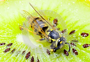 Wasp on a Kiwifruit