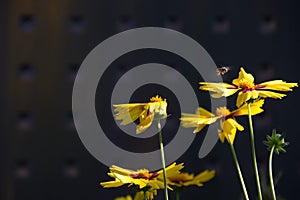 A wasp lands on a yellow summer flower