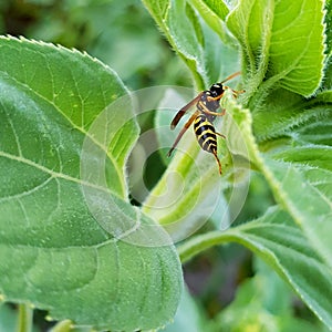 Wasp on Leaf Closeup. Wasp with Sting in Nature.