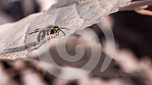 Wasp on the leaf. Full spectrum abstract vision