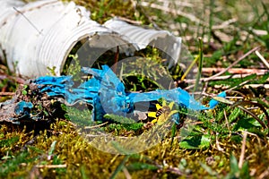 Wasp on a lesser celandine with plastic waste on a covered landfill in northwest Germany