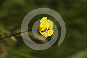 Wasp like fly on a buttercup flower