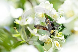 wasp looking for pollen in the flowers of the pear tree