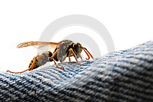wasp - lurking danger
