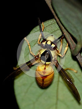 Wasp macro