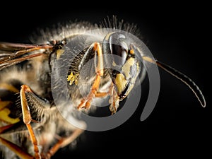 Wasp macro