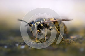 wasp macro