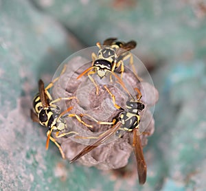 wasp macro build their own house