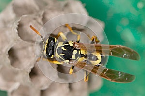 Wasp macro builds a house