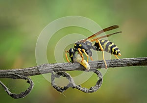Wasp Macro Poland