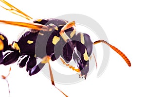 Wasp macro shot isolated