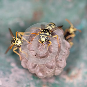 Wasp macro sitting on honeycombs