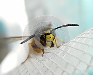 Wasp macro view