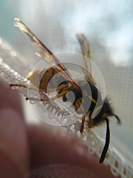 Wasp macro view
