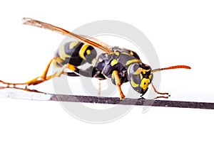 Wasp on a metal surface