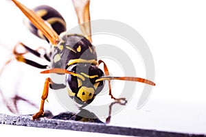 Wasp on a metal surface closeup