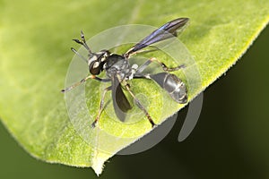 Wasp mimic fly on a milkweed leaf, Belding Preserve, Connecticut