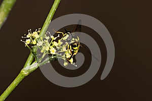 Wasp mimicking hoverfly