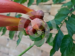 A wasp on a Morning Calm Trumpet Creeper Campsis grandiflora