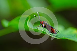 Wasp Moth called Amata huebneri on a green leaf from behind
