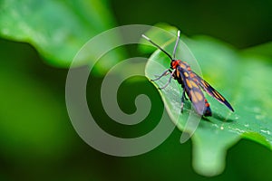 Wasp Moth called Amata huebneri on a green leaf from behind