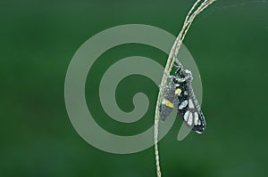 Wasp moth is covered with dew droplets