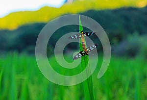 Wasp Moth, Handmaiden Moth, Amata lucerna photo