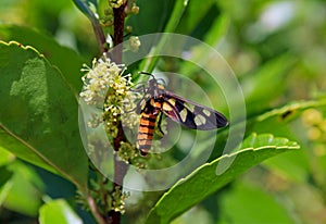 Wasp Moth, Handmaiden Moth, Amata lucerna photo