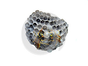 Wasp Nest