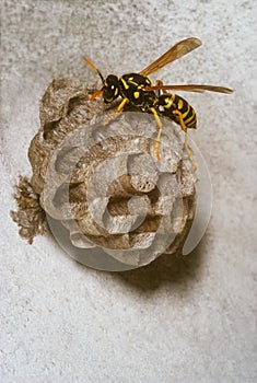 Wasp on the nest