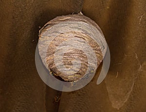 Wasp Nest