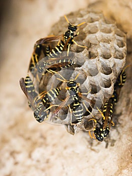 Wasp nest