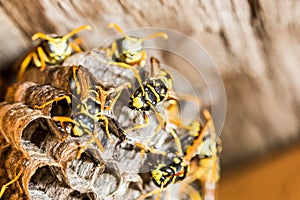 Wasp Nest