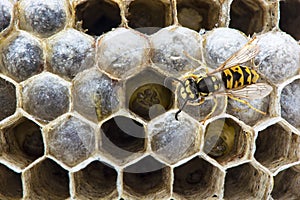 Wasp on the nest