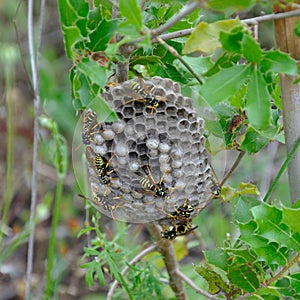 Wasp nest