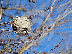 Wasp Nest