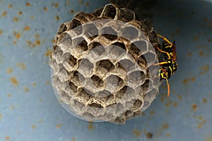 Wasp nest