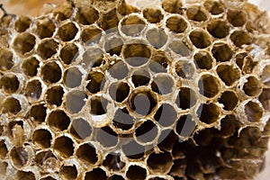 Wasp nest