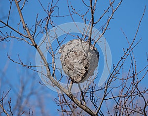 A Wasp Nest Against an Autumn Blue Sky