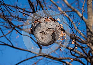 A Wasp Nest Against an Autumn Blue Sky I